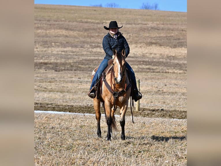 American Quarter Horse Giumenta 9 Anni 150 cm Pelle di daino in Clarion, PA