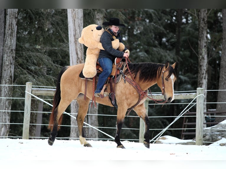 American Quarter Horse Giumenta 9 Anni 150 cm Pelle di daino in Clarion, PA