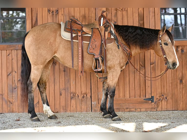 American Quarter Horse Giumenta 9 Anni 150 cm Pelle di daino in Clarion, PA