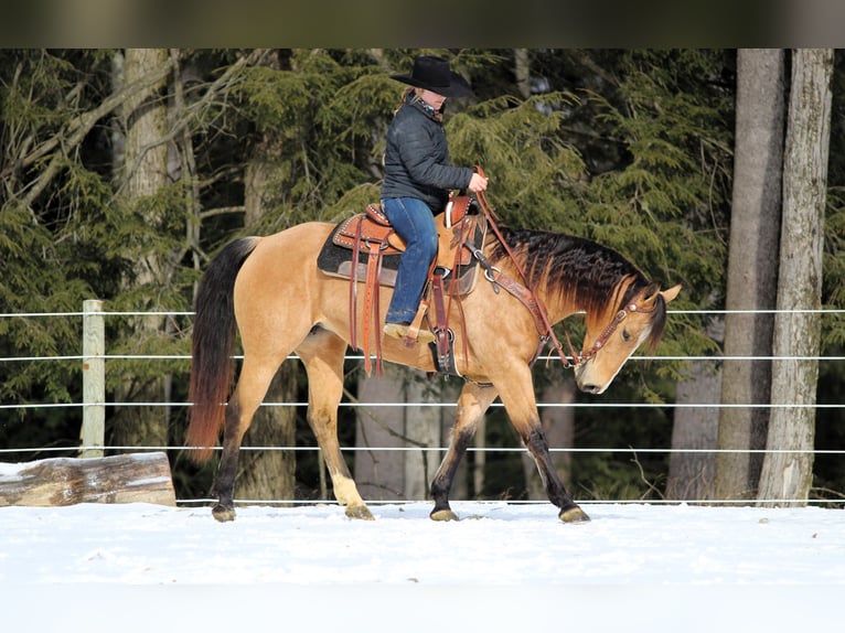 American Quarter Horse Giumenta 9 Anni 150 cm Pelle di daino in Clarion, PA