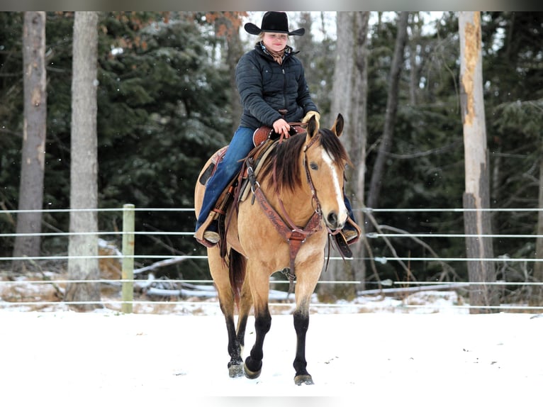 American Quarter Horse Giumenta 9 Anni 150 cm Pelle di daino in Clarion, PA