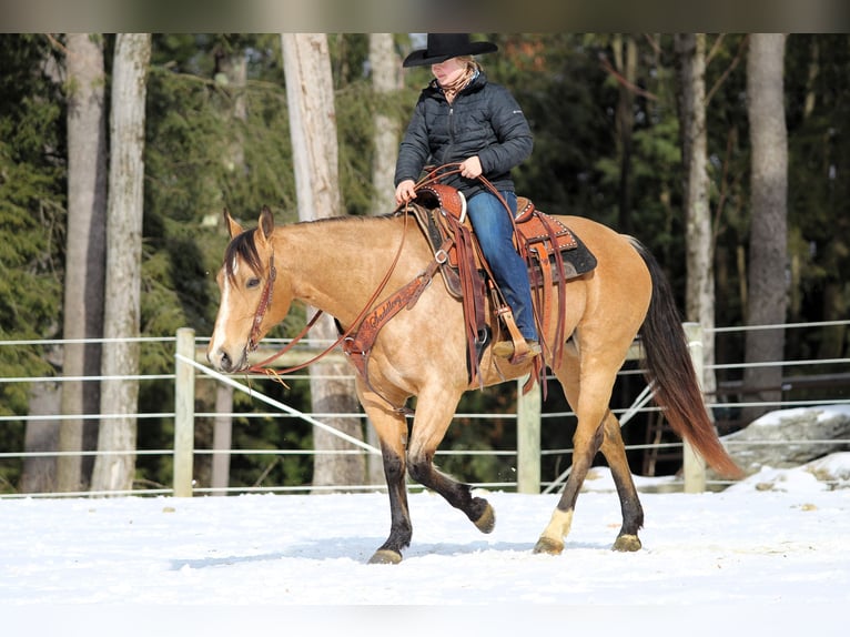 American Quarter Horse Giumenta 9 Anni 150 cm Pelle di daino in Clarion, PA