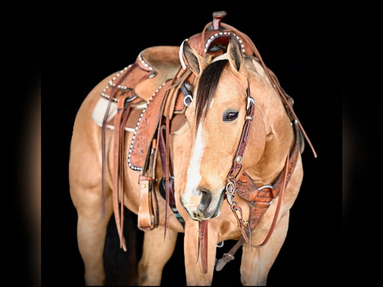 American Quarter Horse Giumenta 9 Anni 150 cm Pelle di daino in Clarion, PA