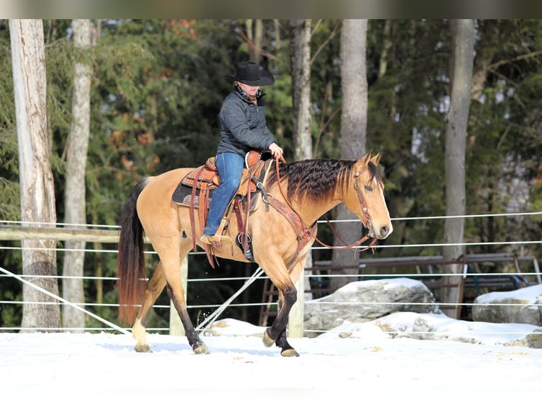 American Quarter Horse Giumenta 9 Anni 150 cm Pelle di daino in Clarion, PA