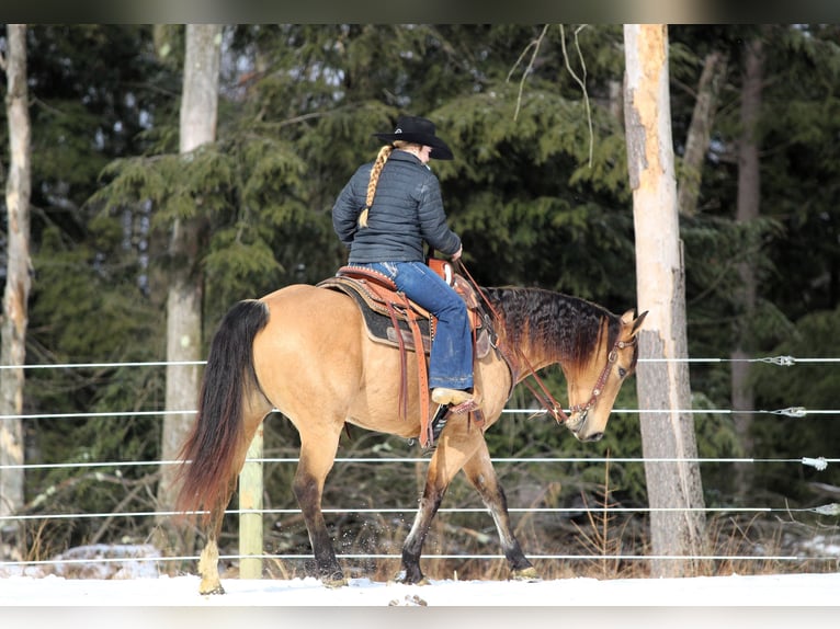 American Quarter Horse Giumenta 9 Anni 150 cm Pelle di daino in Clarion, PA