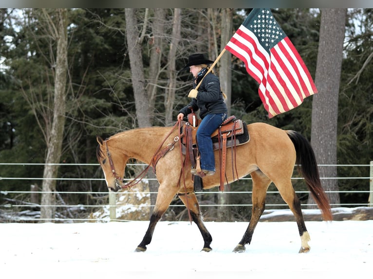 American Quarter Horse Giumenta 9 Anni 150 cm Pelle di daino in Clarion, PA