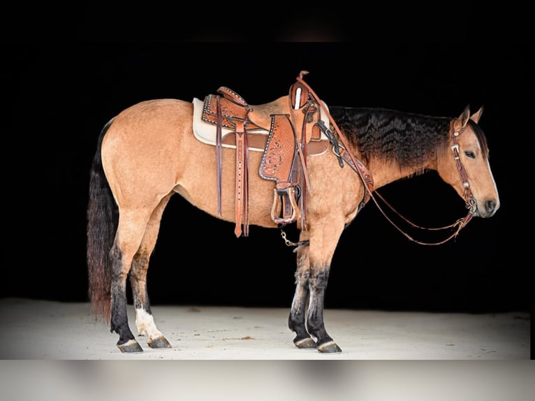 American Quarter Horse Giumenta 9 Anni 150 cm Pelle di daino in Clarion, PA