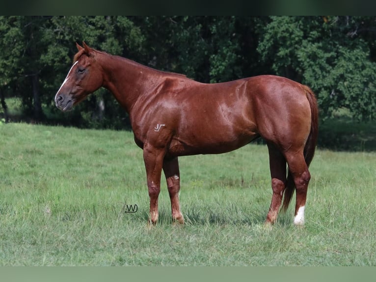 American Quarter Horse Giumenta 9 Anni 150 cm Sauro ciliegia in Carthage