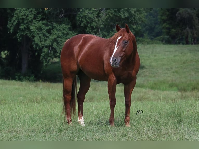 American Quarter Horse Giumenta 9 Anni 150 cm Sauro ciliegia in Carthage