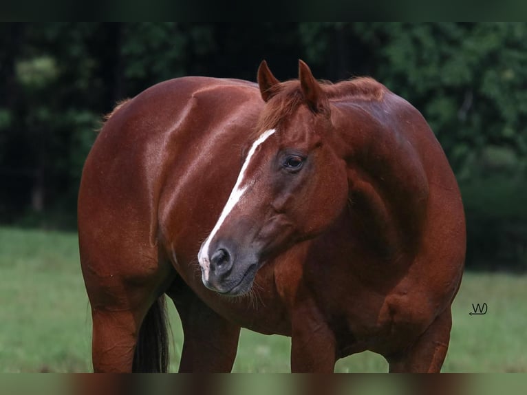 American Quarter Horse Giumenta 9 Anni 150 cm Sauro ciliegia in Carthage