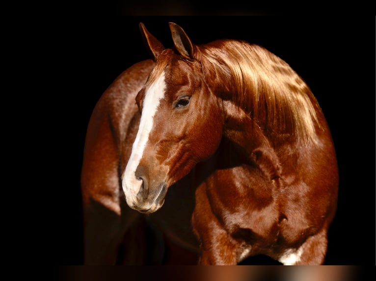 American Quarter Horse Giumenta 9 Anni 150 cm Sauro ciliegia in Marshall, MO