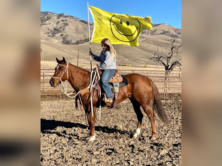 American Quarter Horse Giumenta 9 Anni 150 cm Sauro scuro in Bitterwater CA