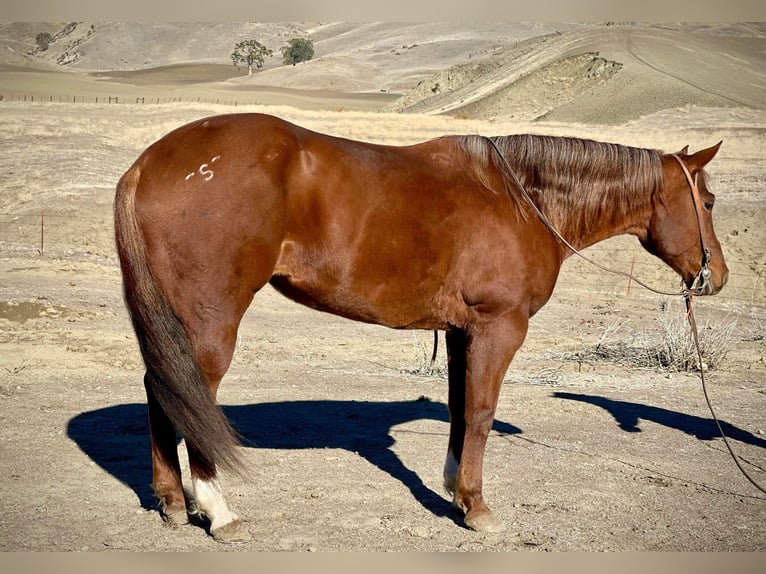 American Quarter Horse Giumenta 9 Anni 150 cm Sauro scuro in Bitterwater CA