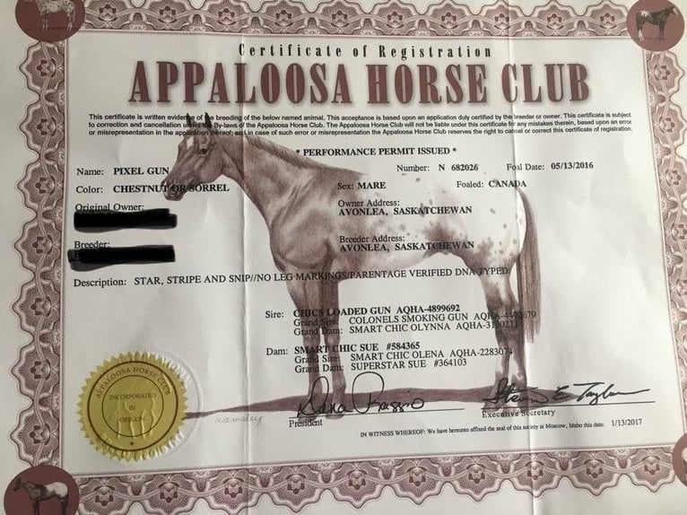American Quarter Horse Giumenta 9 Anni 150 cm Sauro scuro in Elk City OK