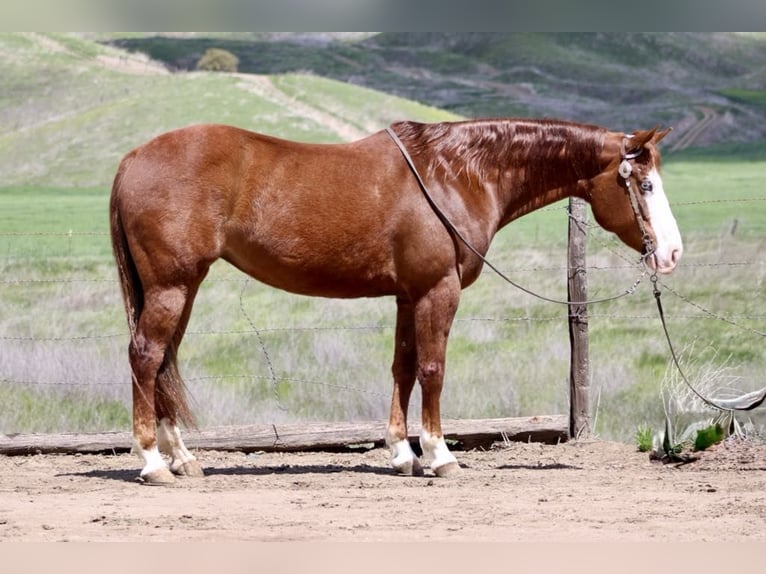 American Quarter Horse Giumenta 9 Anni 150 cm Sauro scuro in Paicines CA