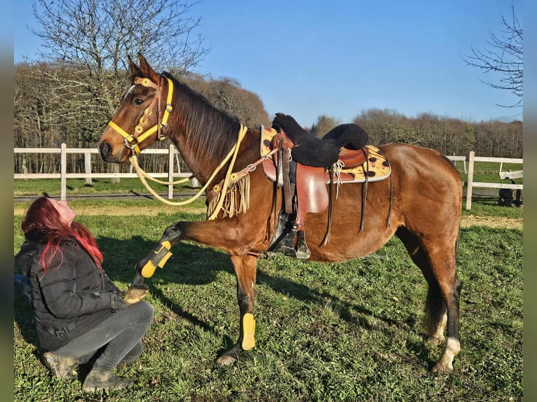American Quarter Horse Giumenta 9 Anni 152 cm Baio in Linkenbach
