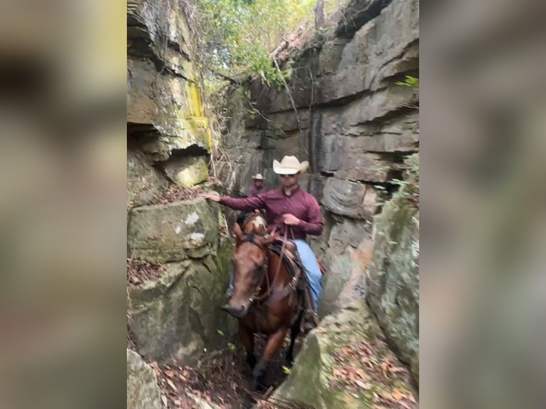 American Quarter Horse Giumenta 9 Anni 152 cm Baio ciliegia in Henderson KY