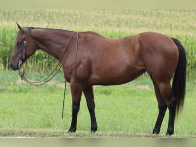 American Quarter Horse Giumenta 9 Anni 152 cm Baio ciliegia in Henderson KY