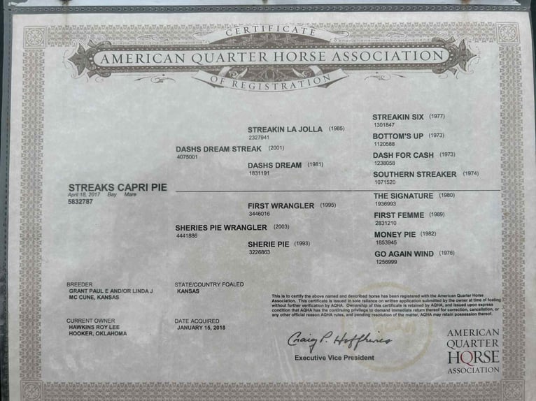 American Quarter Horse Giumenta 9 Anni 152 cm Baio ciliegia in Henderson KY