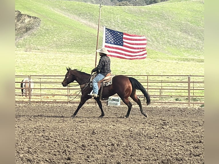American Quarter Horse Giumenta 9 Anni 152 cm Baio ciliegia in Paicines CA