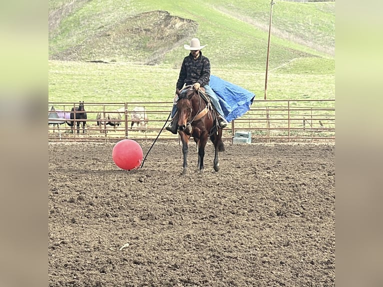 American Quarter Horse Giumenta 9 Anni 152 cm Baio ciliegia in Paicines CA