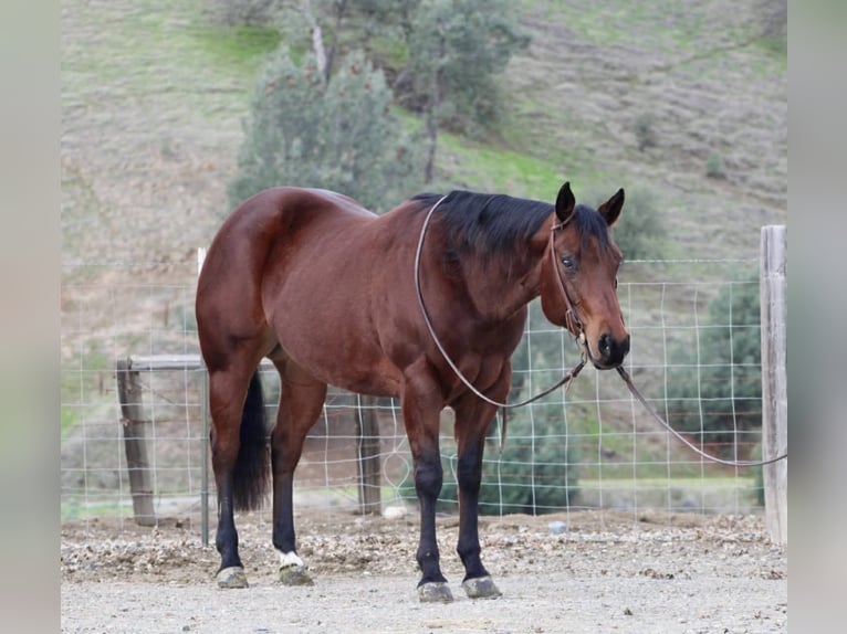 American Quarter Horse Giumenta 9 Anni 152 cm Baio ciliegia in Paicines CA