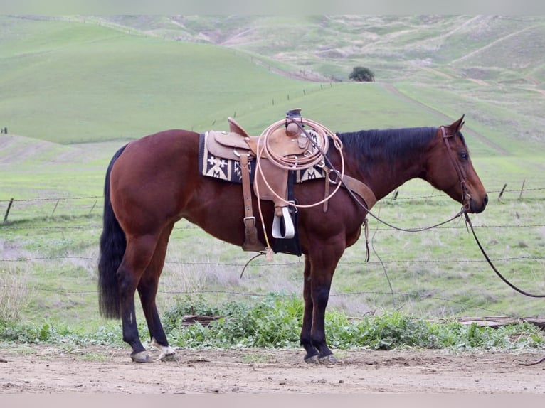 American Quarter Horse Giumenta 9 Anni 152 cm Baio ciliegia in Paicines CA
