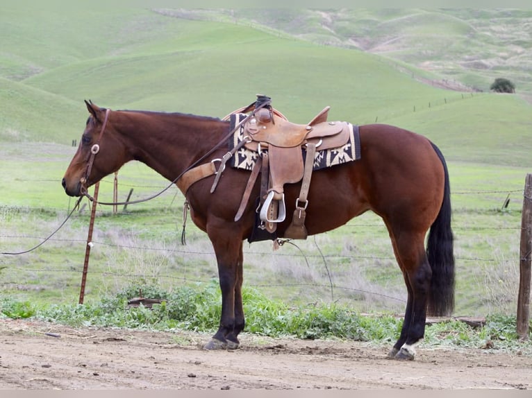 American Quarter Horse Giumenta 9 Anni 152 cm Baio ciliegia in Paicines CA