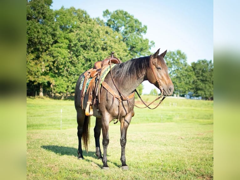 American Quarter Horse Giumenta 9 Anni 152 cm Baio roano in Greeneville KY