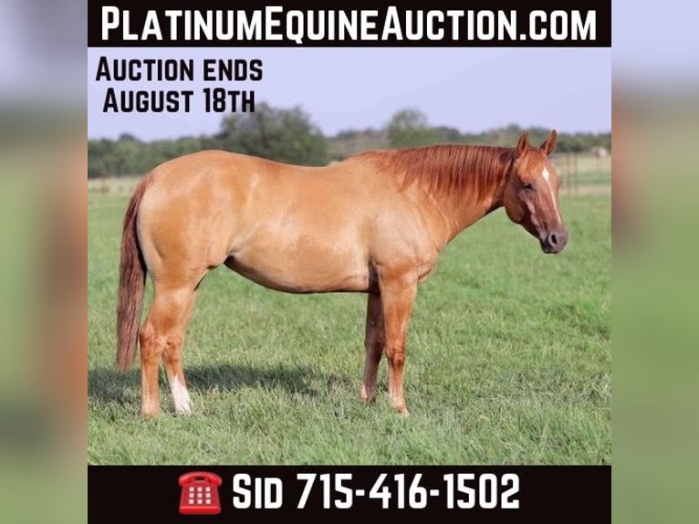 American Quarter Horse Giumenta 9 Anni 152 cm Falbo in Adair OK