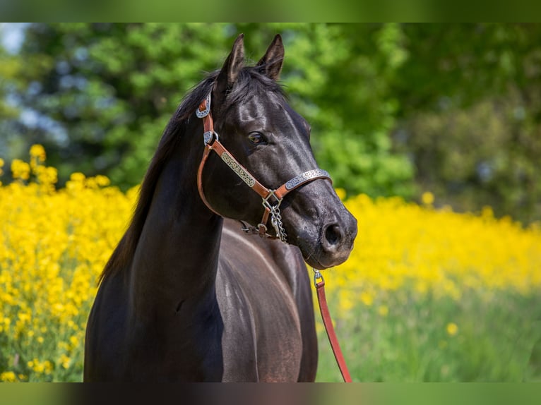 American Quarter Horse Giumenta 9 Anni 152 cm Morello in Kaisersbach