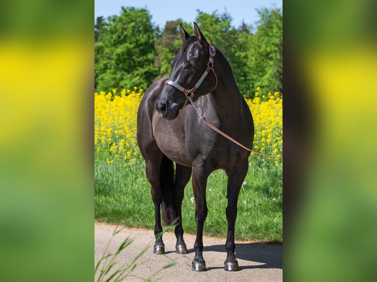 American Quarter Horse Giumenta 9 Anni 152 cm Morello in Kaisersbach