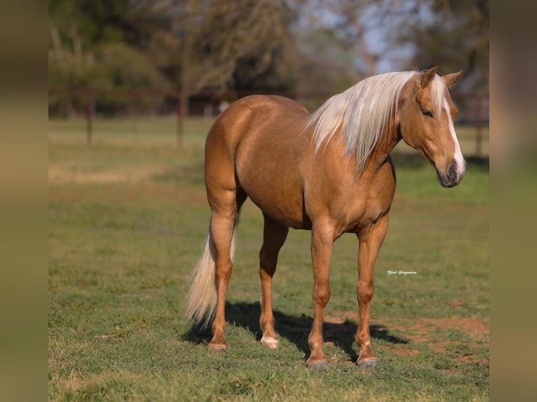 American Quarter Horse Giumenta 9 Anni 152 cm Palomino in Edmond