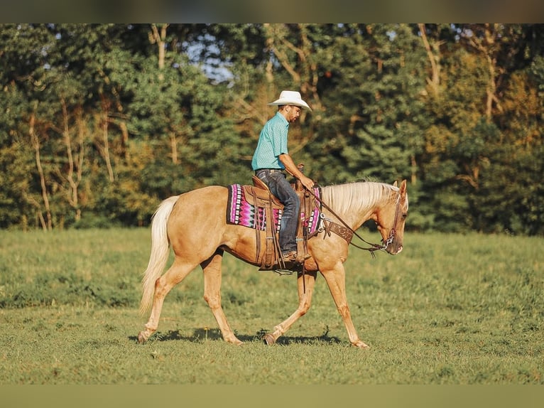 American Quarter Horse Giumenta 9 Anni 152 cm Palomino in Lyles, TN