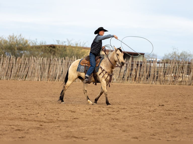 American Quarter Horse Giumenta 9 Anni 152 cm Pelle di daino in Wickenburg