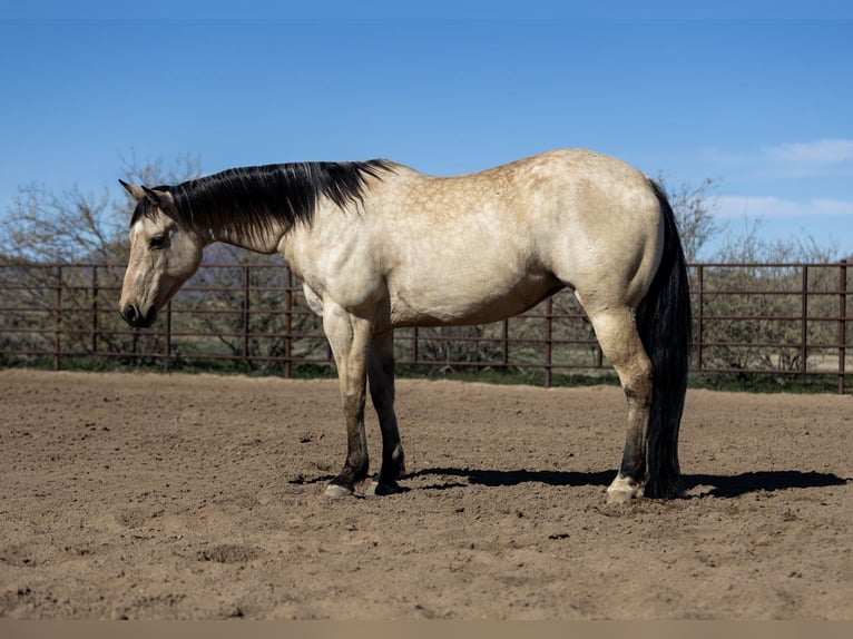 American Quarter Horse Giumenta 9 Anni 152 cm Pelle di daino in Wickenburg