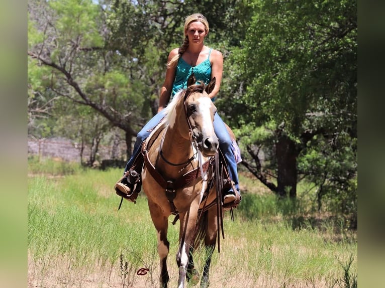 American Quarter Horse Giumenta 9 Anni 152 cm Pelle di daino in Jacksboro, TX