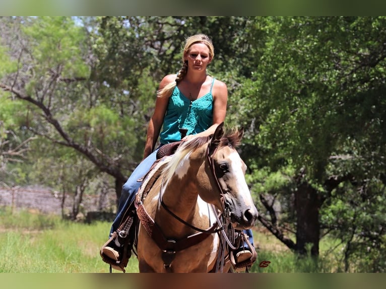 American Quarter Horse Giumenta 9 Anni 152 cm Pelle di daino in Jacksboro, TX