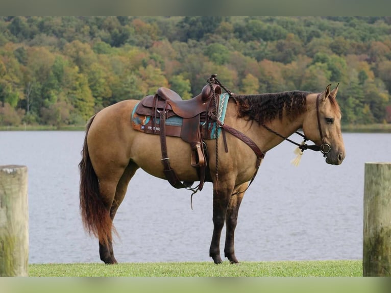 American Quarter Horse Giumenta 9 Anni 152 cm Pelle di daino in Rebersburg, PA