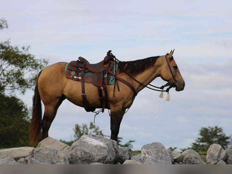 American Quarter Horse Giumenta 9 Anni 152 cm Pelle di daino in Rebersburg, PA