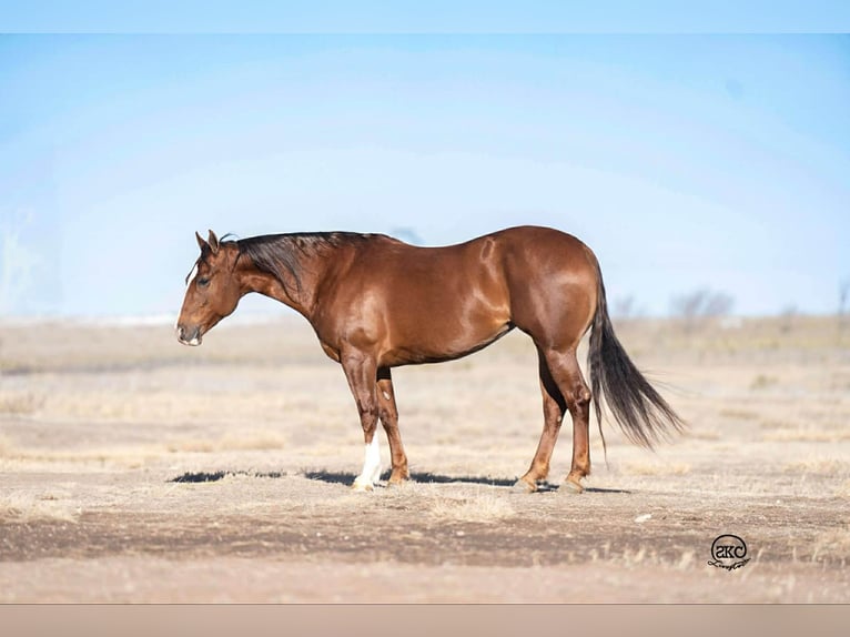American Quarter Horse Giumenta 9 Anni 152 cm Sauro ciliegia in Canyon