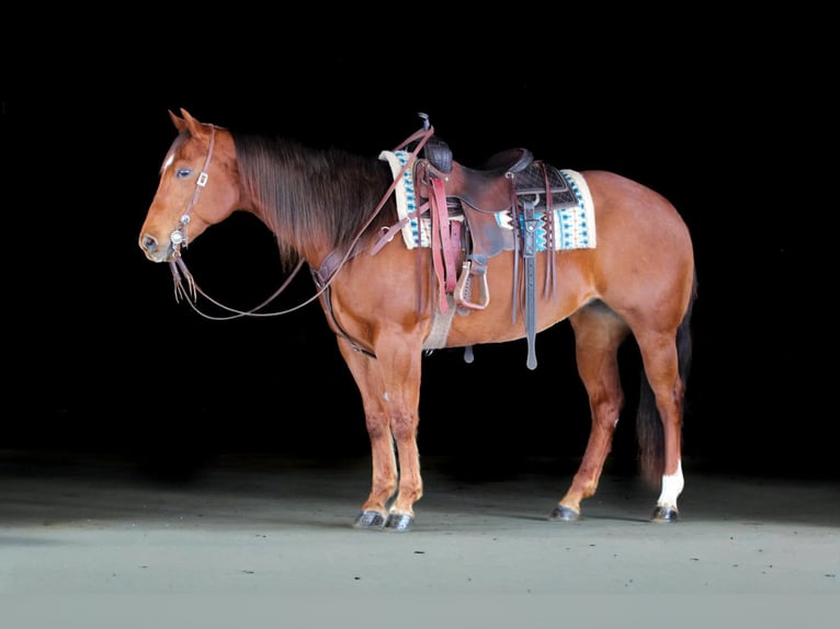 American Quarter Horse Giumenta 9 Anni 152 cm Sauro ciliegia in Clarion