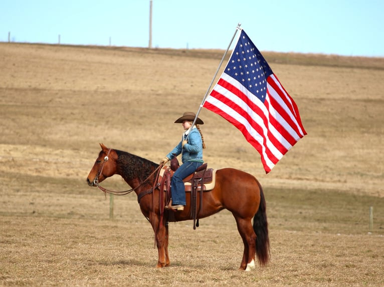 American Quarter Horse Giumenta 9 Anni 152 cm Sauro ciliegia in Clarion