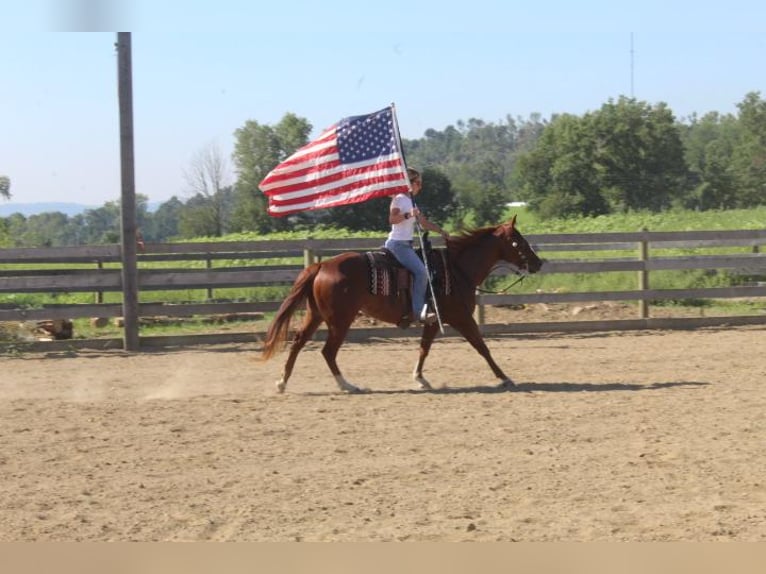 American Quarter Horse Giumenta 9 Anni 152 cm Sauro ciliegia in Fredericksburg, OH