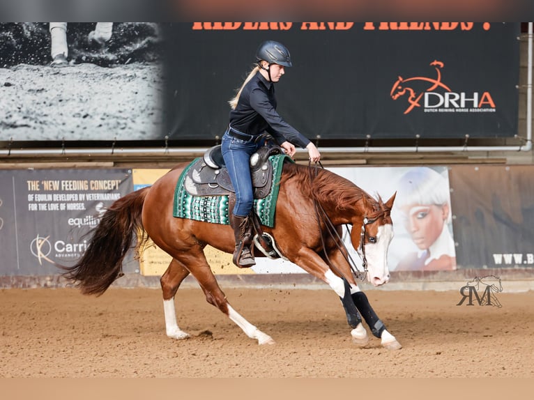 American Quarter Horse Giumenta 9 Anni 152 cm Sauro in Lahn