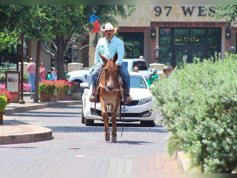 American Quarter Horse Giumenta 9 Anni 152 cm Sauro scuro in Stephenville TX