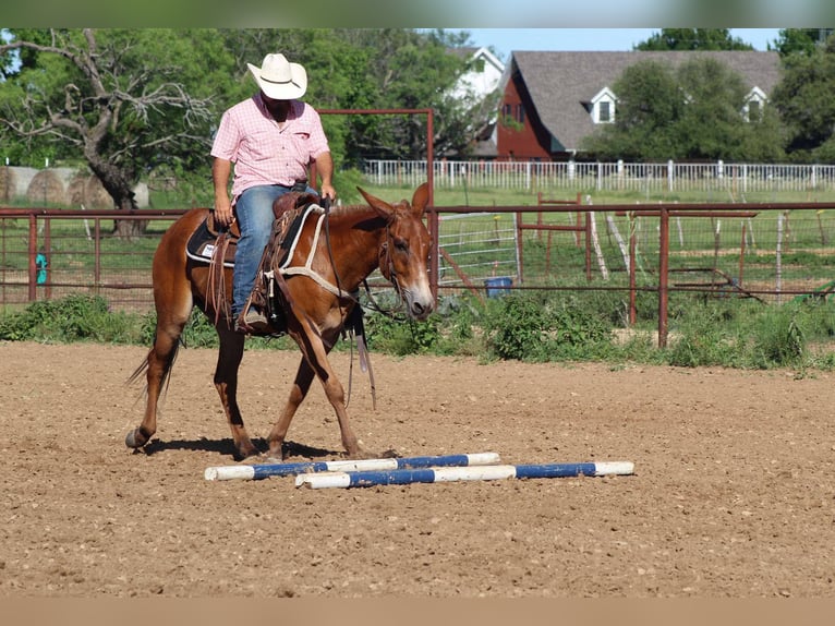 American Quarter Horse Giumenta 9 Anni 152 cm Sauro scuro in Stephenville TX