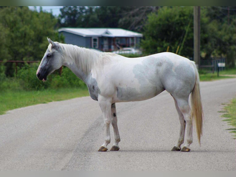 American Quarter Horse Giumenta 9 Anni 152 cm Tobiano-tutti i colori in Stephenville TX