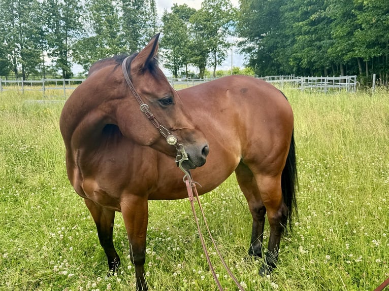 American Quarter Horse Giumenta 9 Anni 153 cm Baio in Reibitz