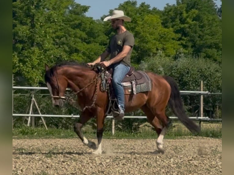 American Quarter Horse Giumenta 9 Anni 153 cm Baio ciliegia in Forli